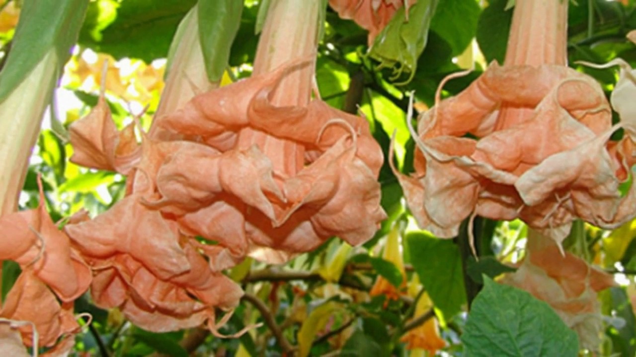 Цветы Бругмансия. Как выглядит Бругмасия - YouTube