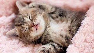 MUSICA PARA GATOS PARA RELAJARSE Y DORMIR 🔵 VIDEOS DE CANCIONES PARA GATOS PARA DORMIR