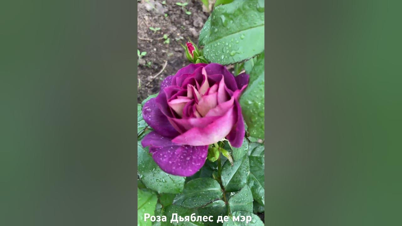 Галерея - Diablesse De Mers (Masdiame) - Энциклопедия роз
