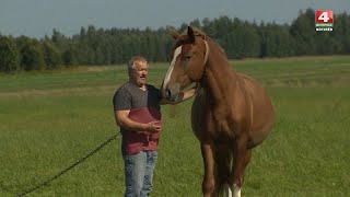 Белорусский фермер разводит лошадей  [БЕЛАРУСЬ 4| Могилев]