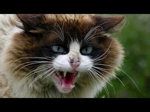 angry-cat-sounds-and-pictures-prank-your-dog---excite-your-dog