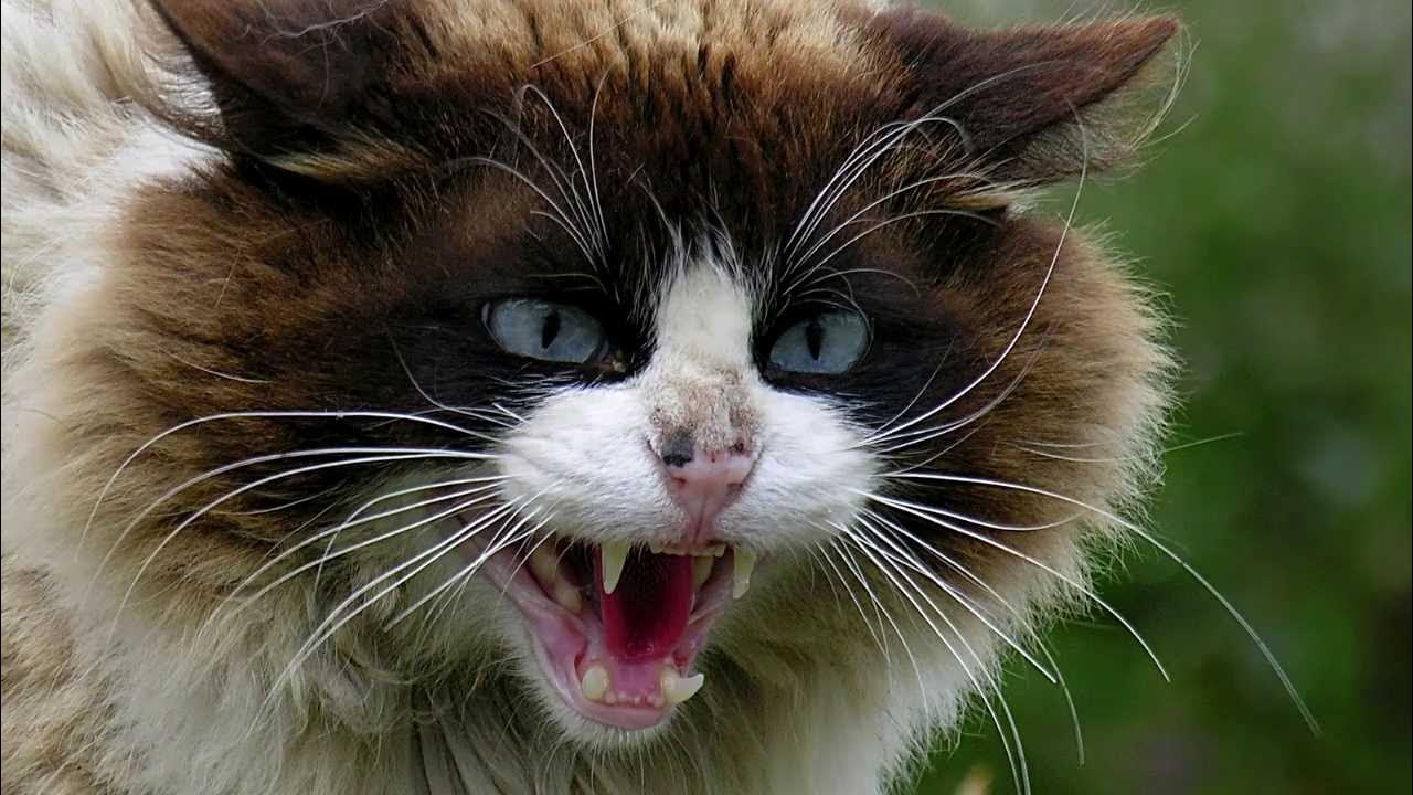 12 Hours of Angry Cat Sounds ~ SCARY ~ Ultra Fast Speed 