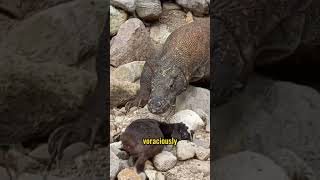 Feeding Frenzy | Komodo Dragon's Ferocious Feast on Goat Carcass #animals #youtubeshorts screenshot 3