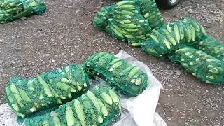 🌽ДЕШЕВА КУКУРУДЗА🌽 Огляд оптових цін на овочі і фрукти у Виноградові. Оптові ринки України.