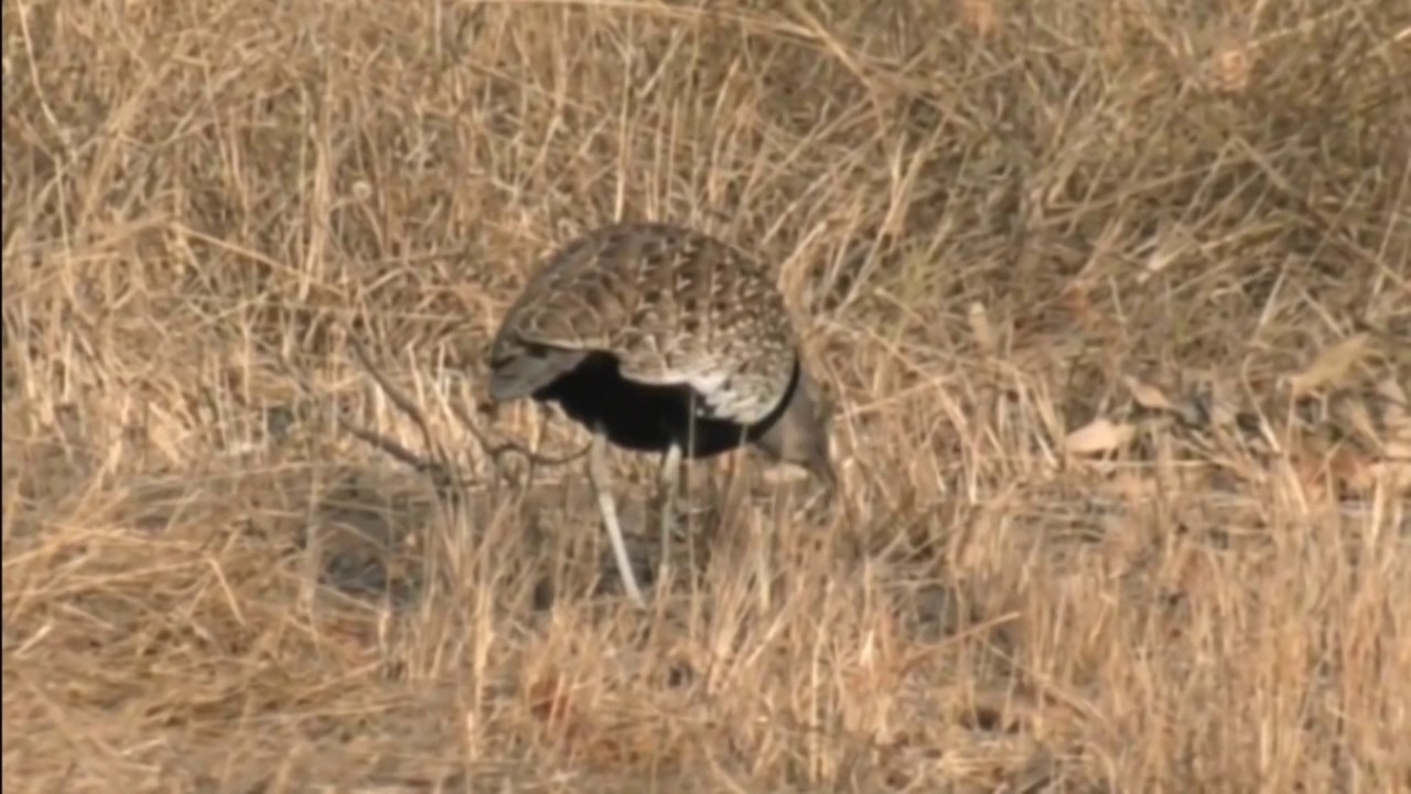 sindile faku Aug 02, 2017- Sunrise- Lilac Breasted Roller & a Red Crested Kprhaan