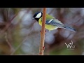 Wild Explorations | Great tit | Didžioji zylė