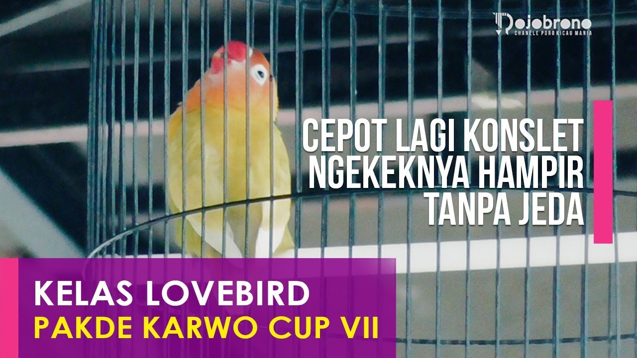 Pakde Karwo Cup VII Lovebird CEPOT Melibas Burung Ratusan Juta