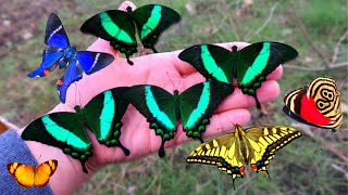 Erfly & Moth Video How To Befriend Them ???