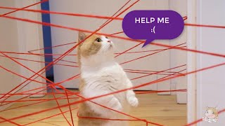 Petland TV-Toss the cat into the laser maze. And the end :( (Episode2)