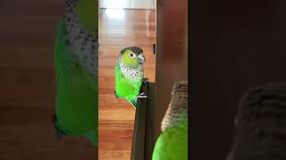Cute conure parrot dancing