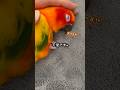 あ、どうも、天使です。 #セキセイインコ #コガネメキシコインコ #暮らしチャンネル #暮らし #インコ #癒し #birds