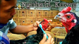 Cara cepat mengobati ayam koreb / kurap sampai bersih. 