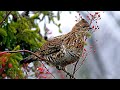 Remote Road has Hundreds of RUFFED GROUSE