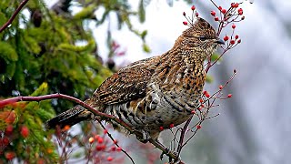 Remote Road has Hundreds of RUFFED GROUSE