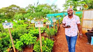 Kitchen Garden Idea in our Home? I visited Seedlings Farm in Murang'a