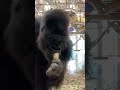 “Who’s stronger… a gorilla or a human? 🦍💀”😂 #gorilla #viral #fyp #shorts #wildlife #trending