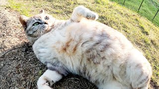 アザラシのようなぽっちゃり猫が坂を登ってきてお腹を見せる