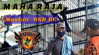 KACER MAHARAJA || MASKOT BKB BC || RAIH JUARA