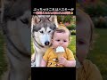 ぶっちゃけこれはハスキーが一線超えたわｗｗ奪われた瞬間🤣