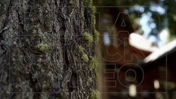 Moss on a Tree in the Woods | Stock Video of Tree Trunk Up Close | 29.97fps 1080p HD