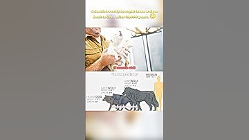 THE RETURN OF DIRE WOLF [Edit]