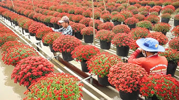 Choáng ngợp trước khu vườn có 10.000 chậu cúc nhiều màu đang trổ hoa ở Đồng Tháp | NTV News