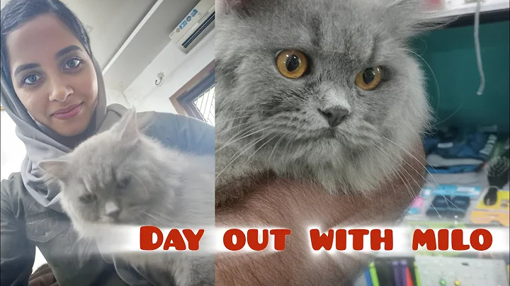 Video 11862031: cats funnycats catlover cute, cats catlover cute funny, cat grooming