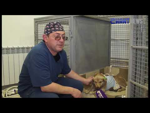 Video: Մետրոնիդազոլ շների և կատուների համար