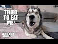 Husky Gets Eaten By A Rug While Opening His Mail!