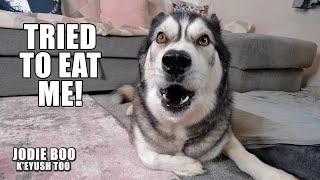 Husky Gets Eaten By A Rug While Opening His Mail!