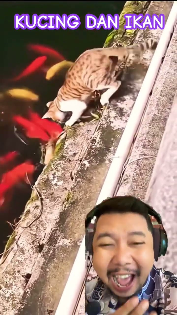 PERSAHABATAN KUCING DAN IKAN!!??? #funny #fish #animals #shortsfeed