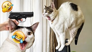 Try Not To Laugh  New Funny Cats And Dogs Video