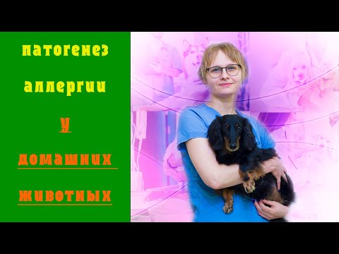 Видео: У Джек-рассел-терьеров найдено 48 общих проблем со здоровьем