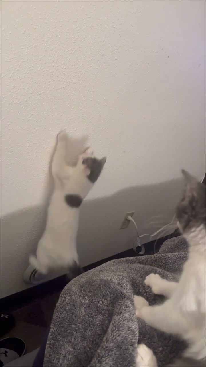 Casper The Cat Attacks Shadows || ViralHog