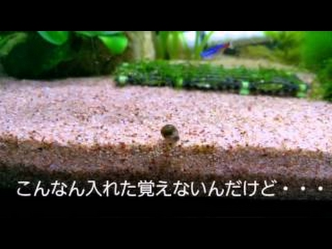 NHKスペシャル「地球大進化」第2集 全球凍結 大型生物誕生の謎