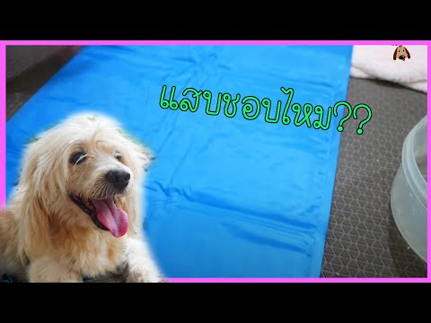 vlogสุนัข!!ทดลองสั่งที่นอนเจลเย็นให้พี่แสบแล้วพี่แสบจะชอบไหม??