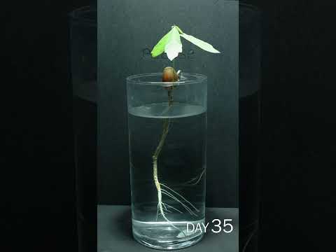 Acorn Growing In Water Time Lapse - 70 Days In 54 Seconds