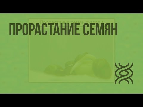 Прорастание семян. Видеоурок по биологии 6 класс