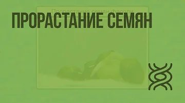 Прорастание семян. Видеоурок по биологии 6 класс