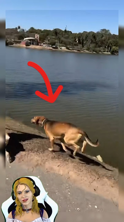 anjing ini sangat iseng menjatuhkan semua temennya yg lagi santai 😁 #shorts #faktaunik