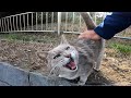 最初は警戒してた野良猫、段々なれてきて最後はゴロゴロ撫でられる