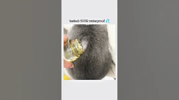 This Cat Watteprof 
