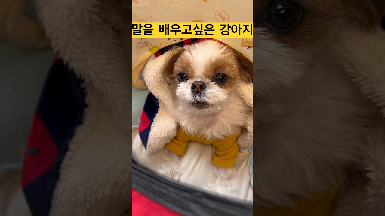 말을 배우고 싶은 댕댕이