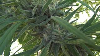 outdoor mmj wk 6