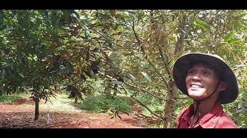 Béc phun thuốc tự động sầu riêng tại Cẩm Mỹ