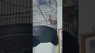 Download Lagu pancingan sikatan londo bunyi MP3