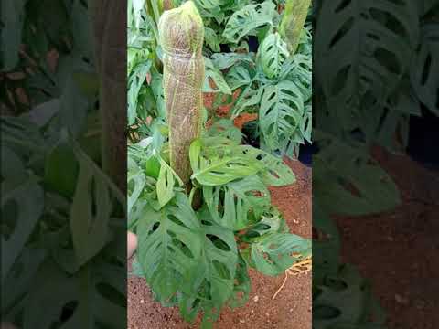 نبات الاستيليوم