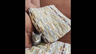 Cat Pulls Off A Sneak Attack!