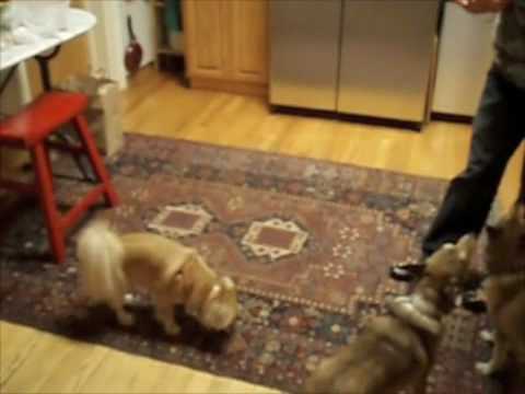 Stupid Dog Tricks with Pom-Chi and Norwegian Lunde...