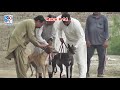Dori Track Race | Race # 11-19 | 04 03 2020 | Greyhound Race | 216RB Muhammadwala | SP Studio 216